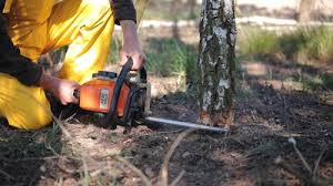 Best Tree Disease Treatment  in Brookfield, MO