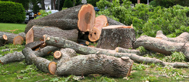 Best Arborist Consultation Services  in Brookfield, MO