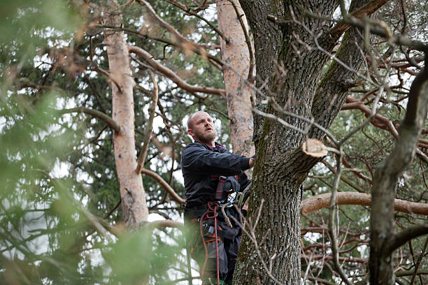 Tree and Shrub Care in Brookfield, MO