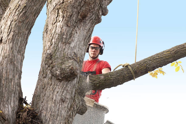 Professional Tree Care in Brookfield, MO