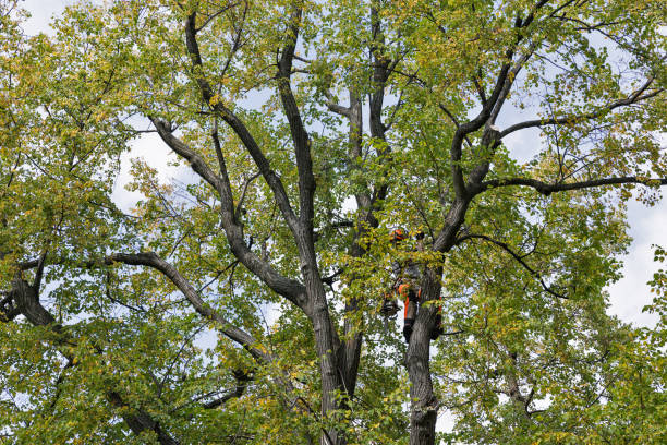 Best Tree Removal  in Brookfield, MO